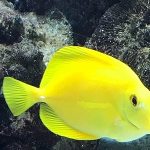 Meet your Posher, Lea ann